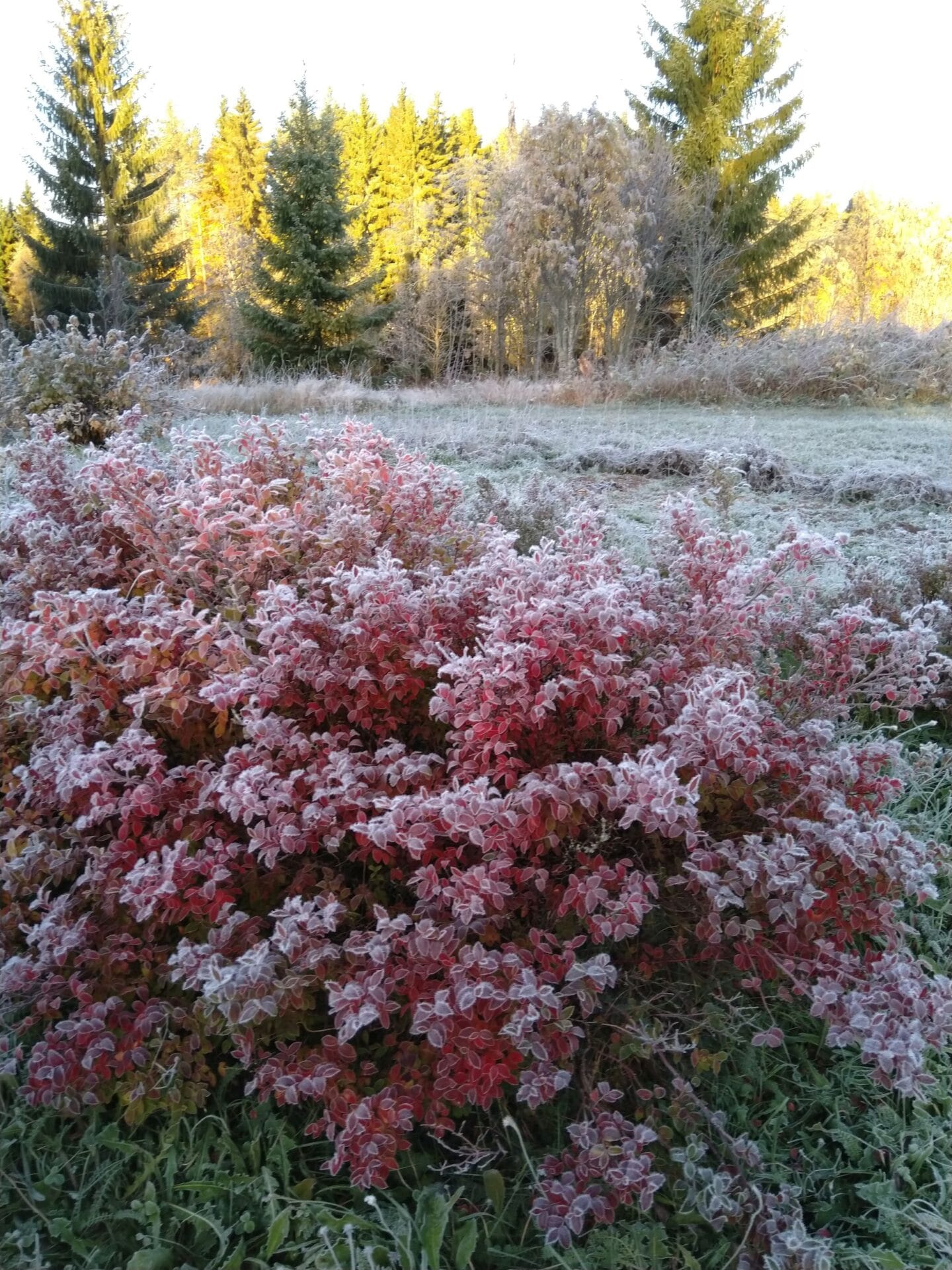 Kuurainen pensasmustikka