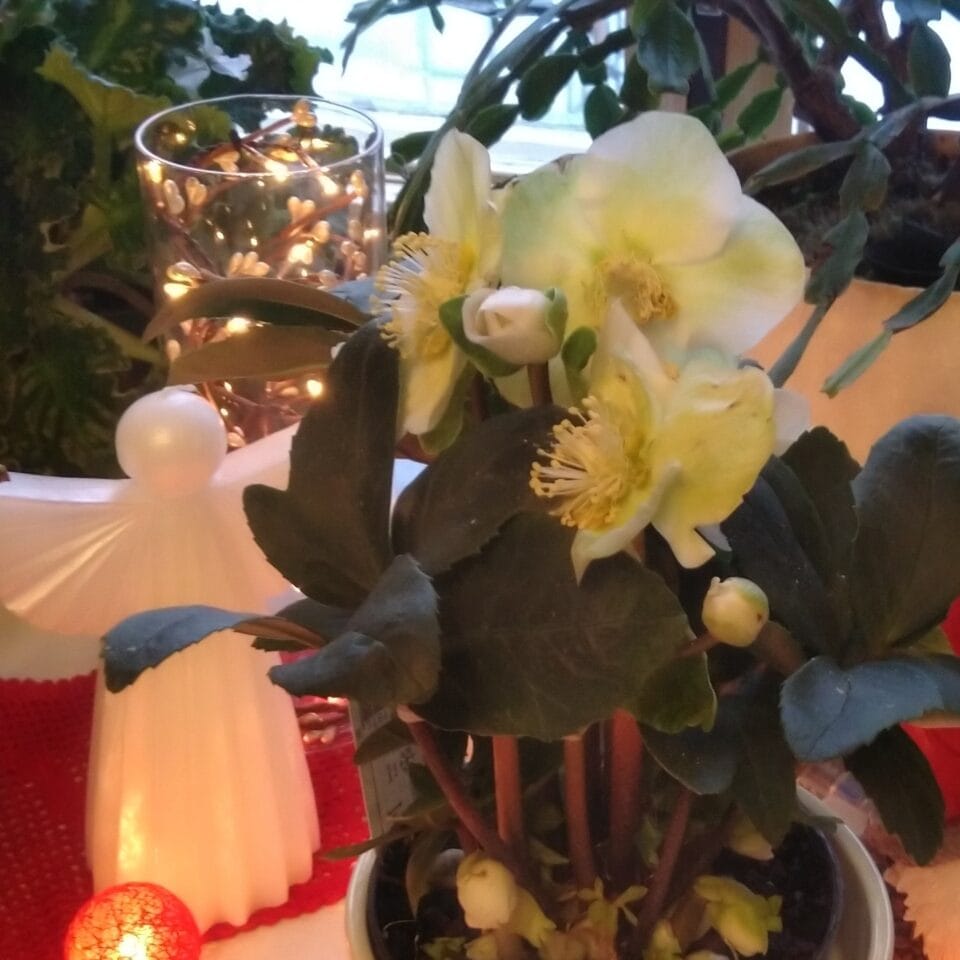 Jouluruusu ja enkelikynttilä