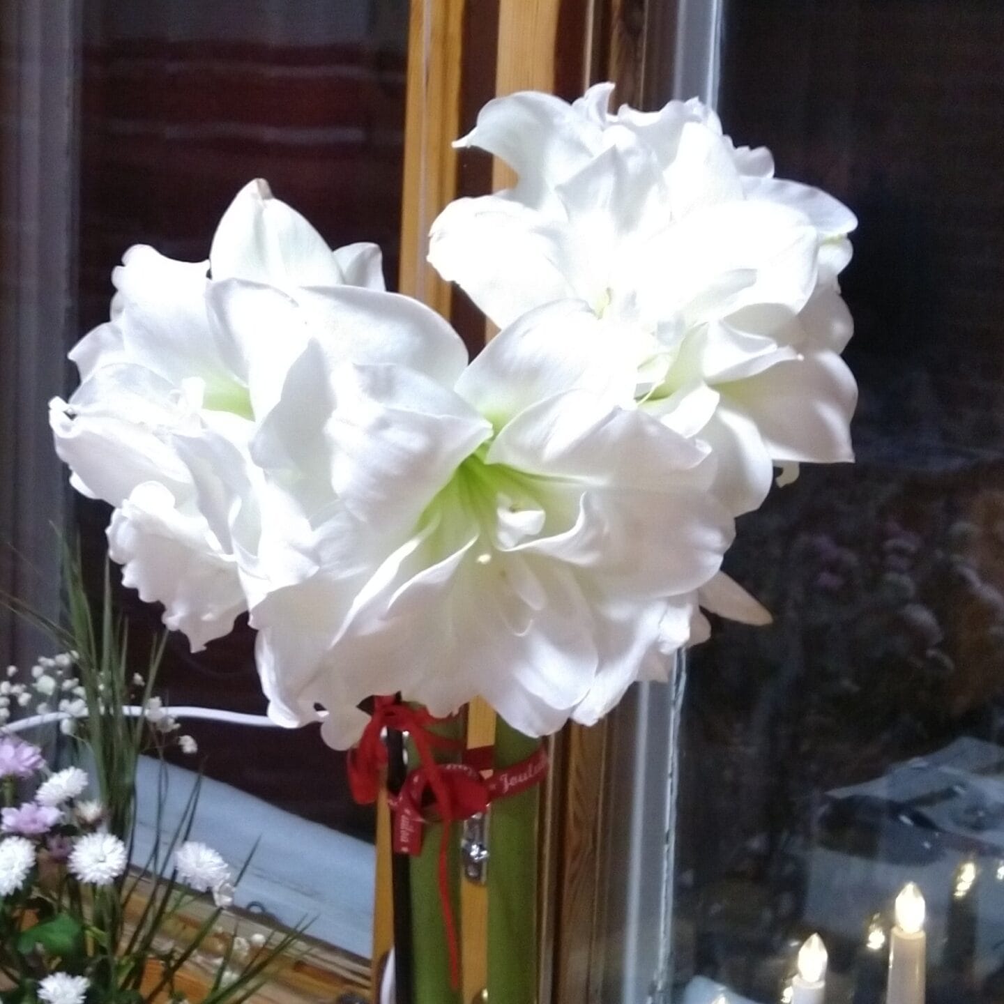Valkoinen amaryllis